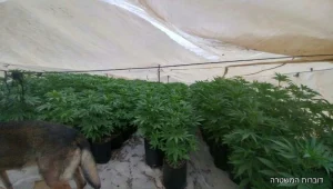 תפיסה חסרת תקדים של המשטרה