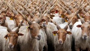 עדר של כבשים חוגגות באירופה