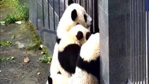 גירסת הפנדות