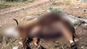 מי הרג את הפרות?