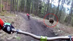 כשדוב מזנק מהשיחים על אחד הרוכבים