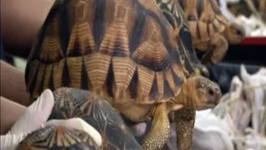 ה"אבנים" החלו לזחול