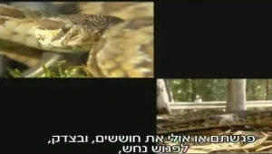 עונת הנחשים