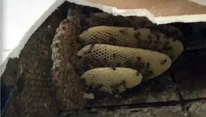 כוורת שלמה בתוך המזגן