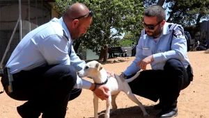 על שוטרים, כלבים וצער בעלי חיים