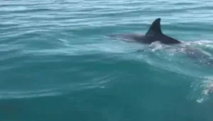 להקת דולפינים מול חופי אשדוד