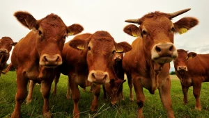 סקר מצא כי יש מבוגרים שמאמינים ששוקו מגיע מפרה חומה