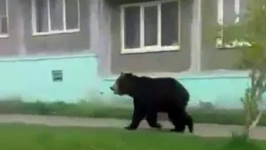 הסתובב ברחוב ונתקל בדב ענק