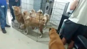 כלבייה פיראטית בדירת מגורים