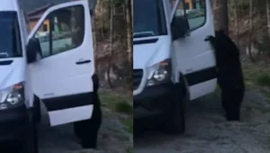 צפו: כשדוב נכנס לרכב פרטי בפארק