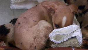 אותרו עשרות בעלי חיים בצפון שעברו התעללות