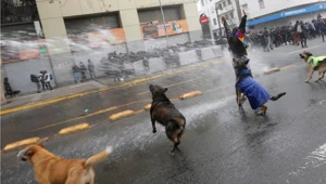 מקלחת שטח לכלבים