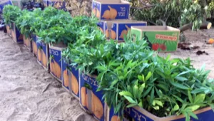 נתפס קנאביס בשווי של יותר ממאה מיליון שקלים