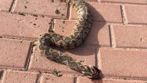 נער בן 14 הוכש ע"י נחש, מצבו קשה