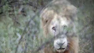 התעשייה שמסכנת את האריות הלבנים