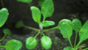 חוקרים מצאו "מוח" בצמחים
