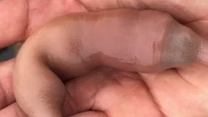 יצור בלתי מזוהה נמצא בבריכה