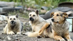 לירות בכלבים משוטטים ברחוב בלילה