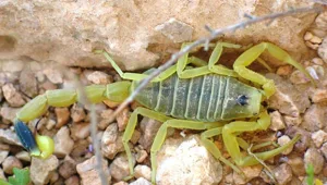 שתי פעוטות נפגעו מעקיצת עקרב צהוב
