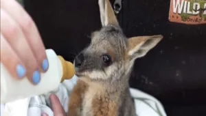 מצילים את חית הכיס היתומה