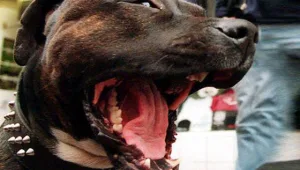 קיבל יותר ממיליון שקלים