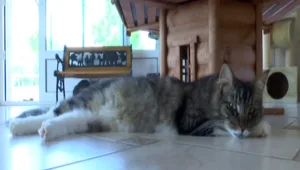 בית המלון לחתולים שבעליהם בחופשה