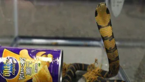  "רובם לא שורדים"