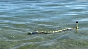  רובוט בצורת נחש מים שמזהה את מקורות הזיהום במים