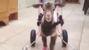 הארגון שמסייע לחיות שסובלות מנכות