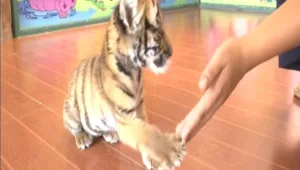 הכירו את הטיגריס הנדיר שנדחה ע"י אימו