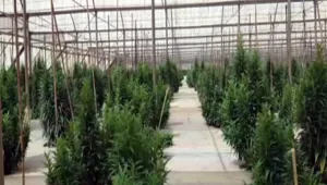 כך נראה המבצע לאיתור הסמים 