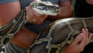 "הצילו, יש לי נחש דבוק לפנים"