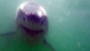 מבט מקרוב למלתעות הכריש