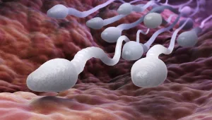 האם המודרניזציה פוגעת באיכות הזרע?