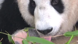 6 גורים חדשים נולדו תוך שבוע