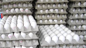 התגלה בגרמניה, הולנד ובלגיה