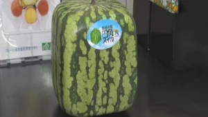 האבטיח המרובע כובש את יפן