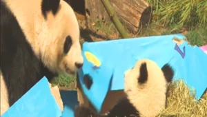 יום הולדת שמח לגורי הפנדה