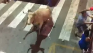 פצועים קשה לאחר השתוללות שור בפסטיבל בספרד