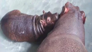 הודור ההיפופוטם