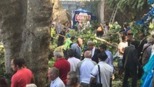 11 הרוגים מקריסת עץ