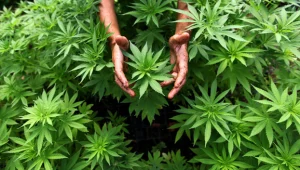 לגליזציה באחריות: כ-1000 איש יעשנו בהפגנתיות בתל אביב 