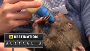  ביקרנו במקלט החיות לניתוח בשידור חי