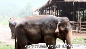 "הם עוברים התעללות עד שהם מתים"