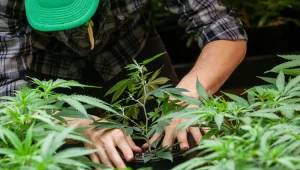 מה אנחנו נרוויח מהפצת הקנאביס בעולם?