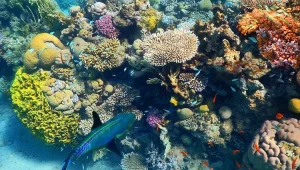 מה קורה לאלמוגים במפרץ אילת?