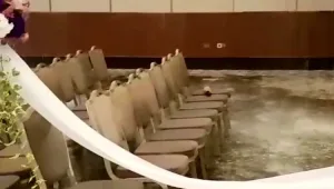  חתן, כלה ומאות אורחים ספוגי מים