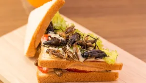 האם התזונה שלנו תתבסס על חרקים?