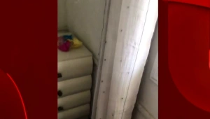 צימר מהגיהנום: מכת זבובים באמצע החופשה בצפון