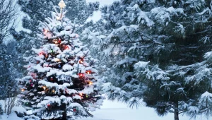 נובי גוד | בואו נעשה קצת סדר